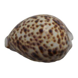 Large Tiger Cowrie Shell Cypraea Tigris Craft Beach Decor Nautical Arts Polished